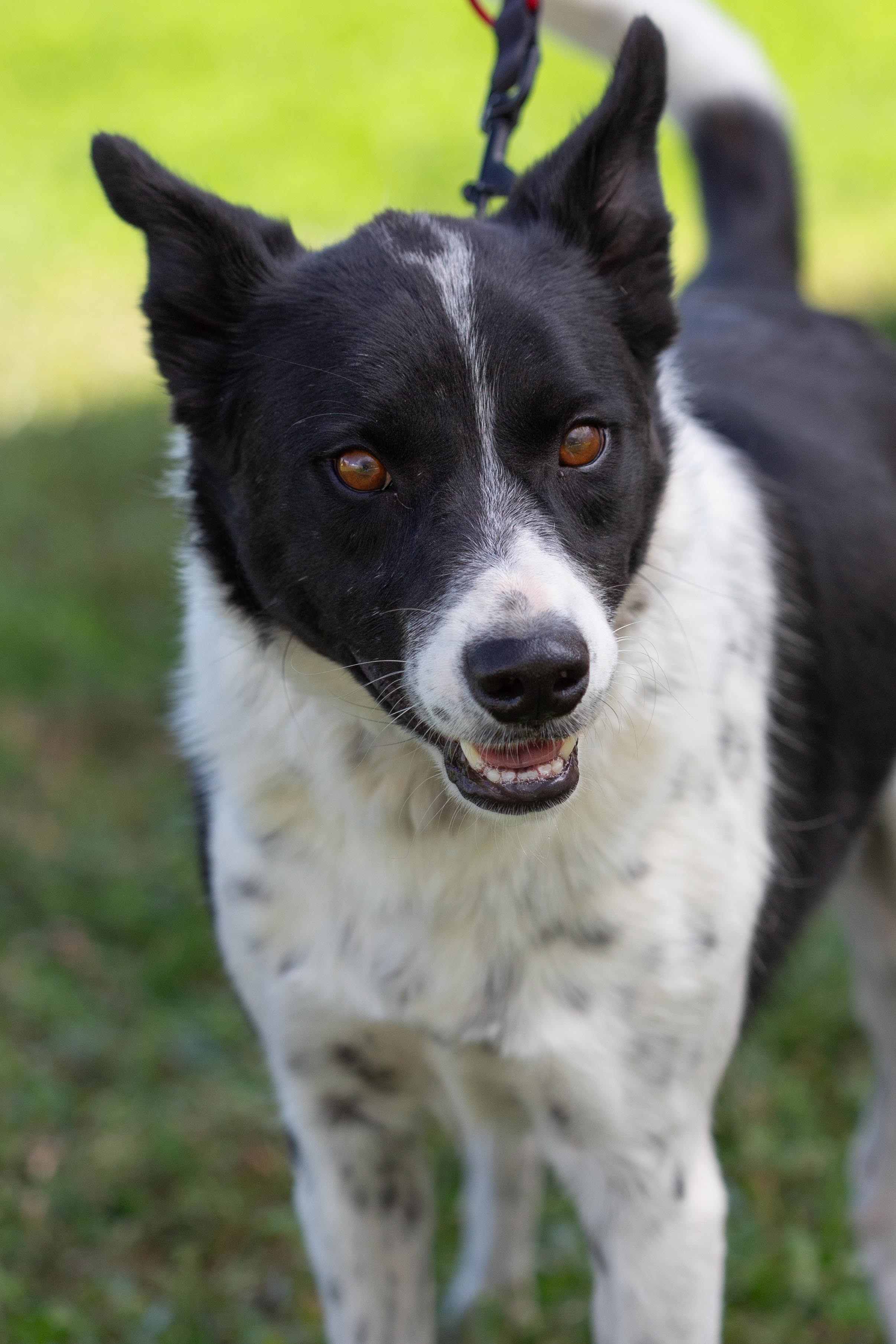 Tippy, an adoptable Border Collie, Cattle Dog in Millville, UT, 84326 | Photo Image 2