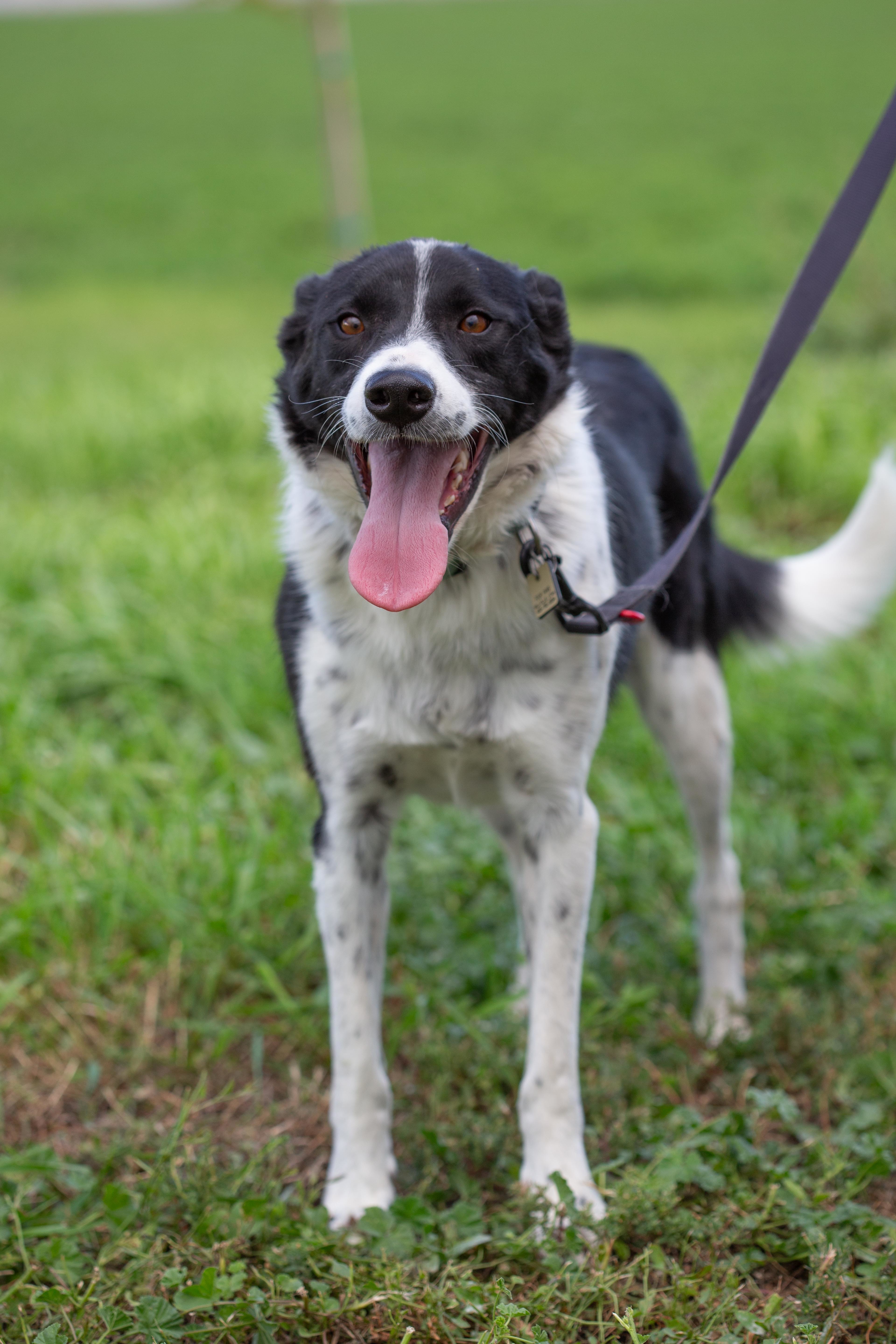 Tippy, an adoptable Border Collie, Cattle Dog in Millville, UT, 84326 | Photo Image 3
