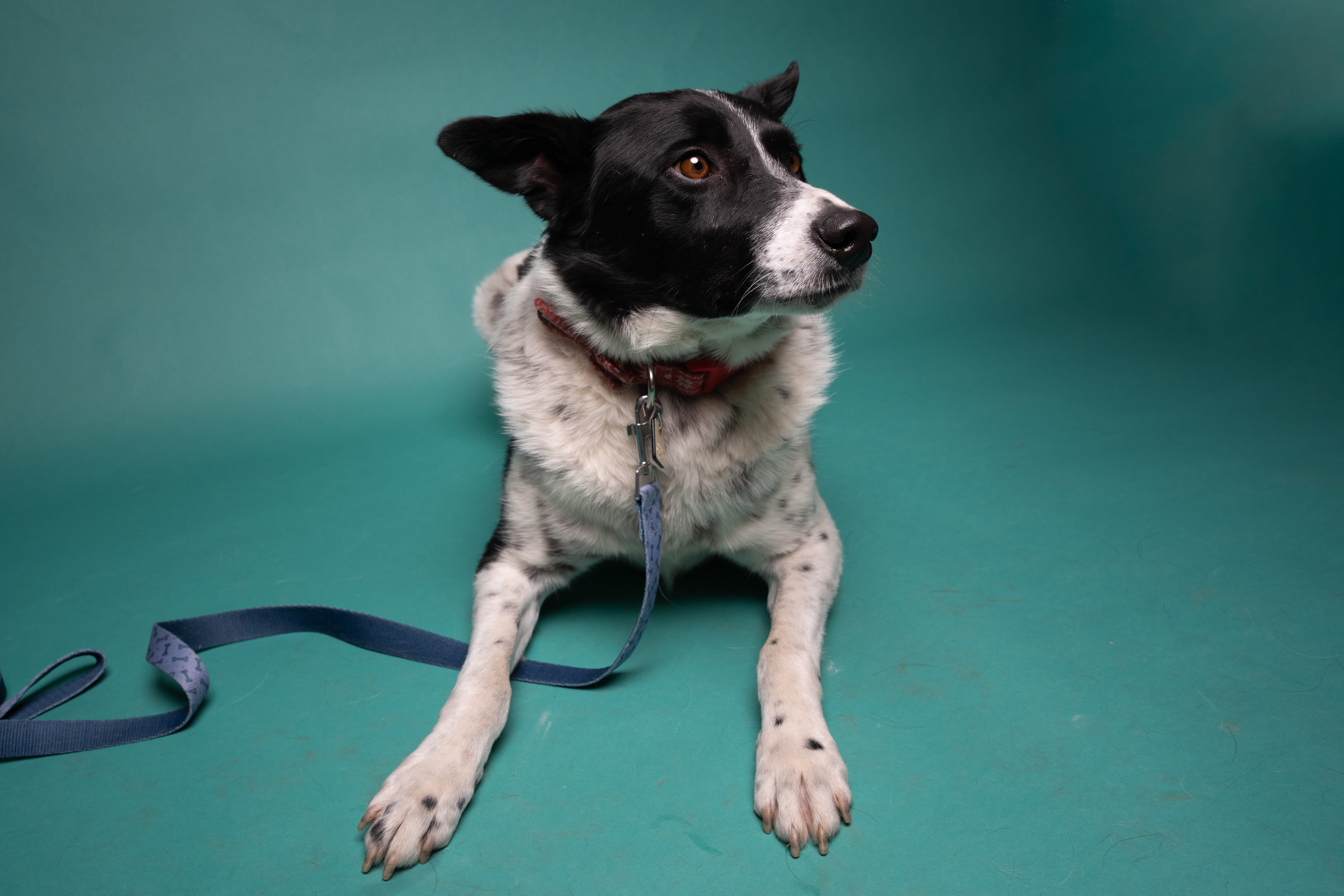 Tippy, an adoptable Border Collie, Cattle Dog in Millville, UT, 84326 | Photo Image 1