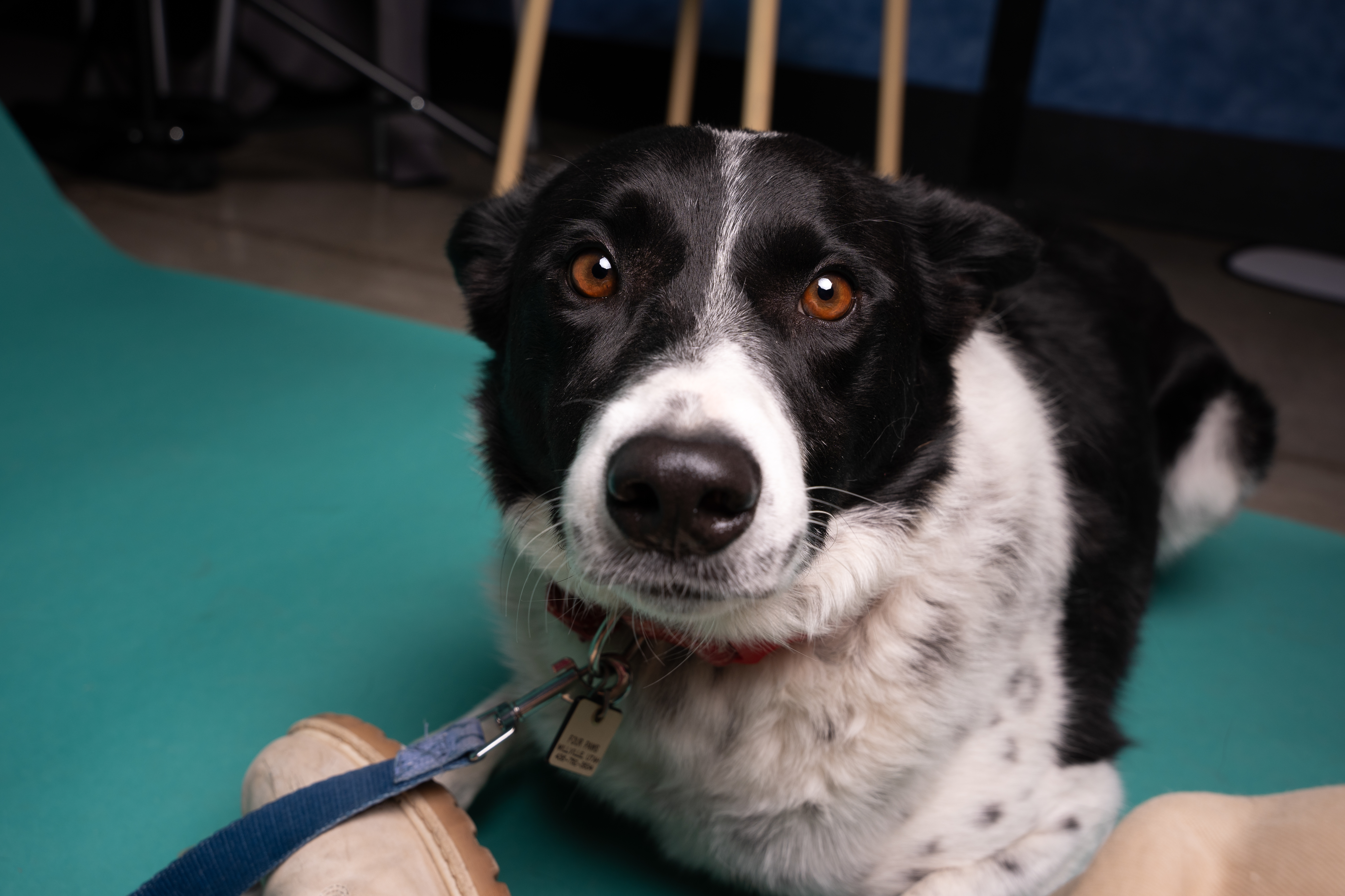 Tippy, an adoptable Border Collie, Cattle Dog in Millville, UT, 84326 | Photo Image 4