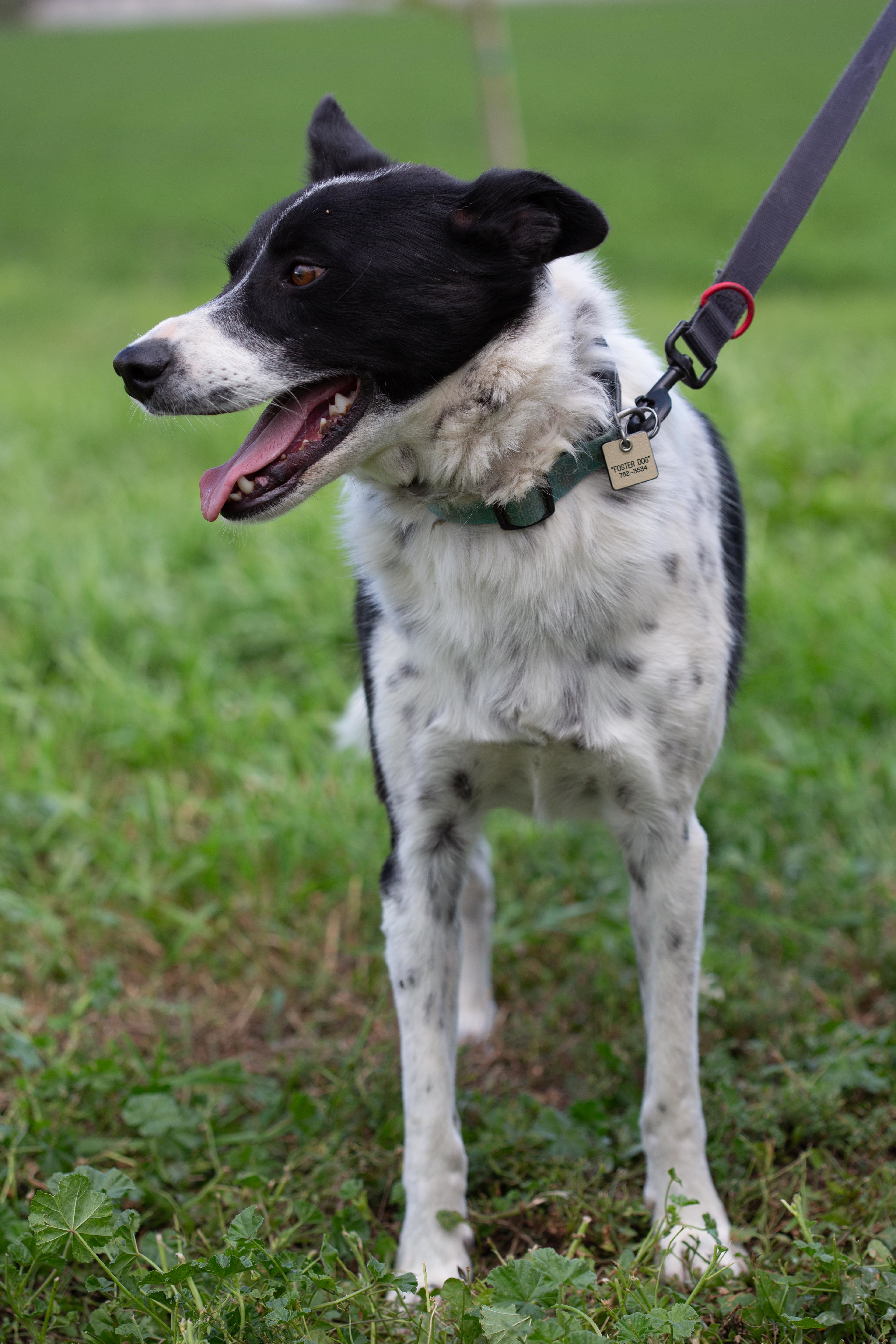 Tippy, an adoptable Border Collie, Cattle Dog in Millville, UT, 84326 | Photo Image 5
