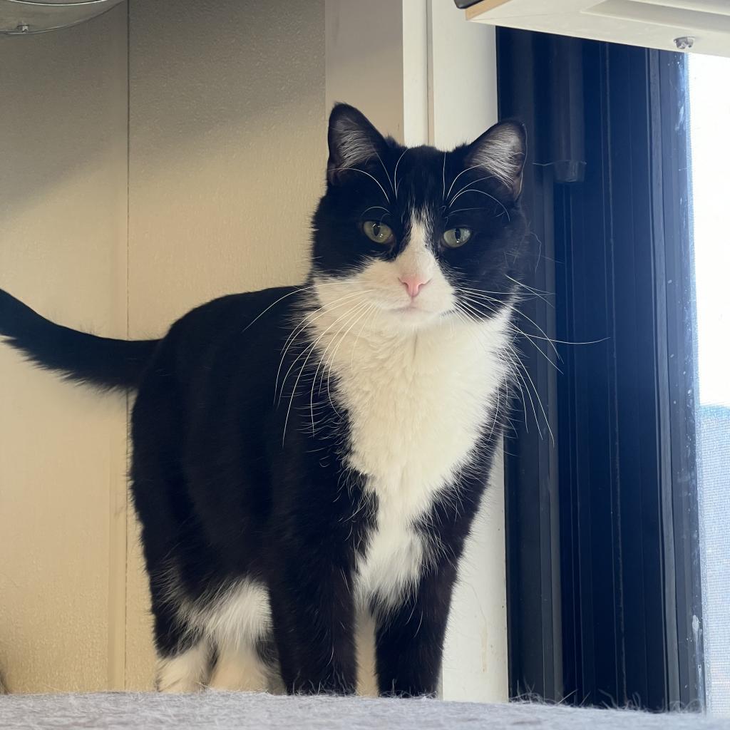 Felix, an adoptable Domestic Short Hair in Albert Lea, MN, 56007 | Photo Image 1