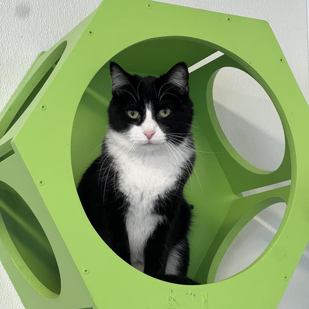 Felix, an adoptable Domestic Short Hair in Albert Lea, MN, 56007 | Photo Image 2