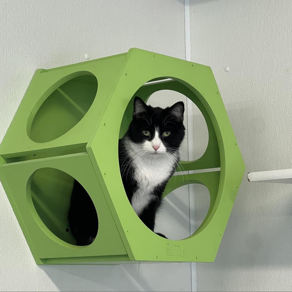 Felix, an adoptable Domestic Short Hair in Albert Lea, MN, 56007 | Photo Image 3