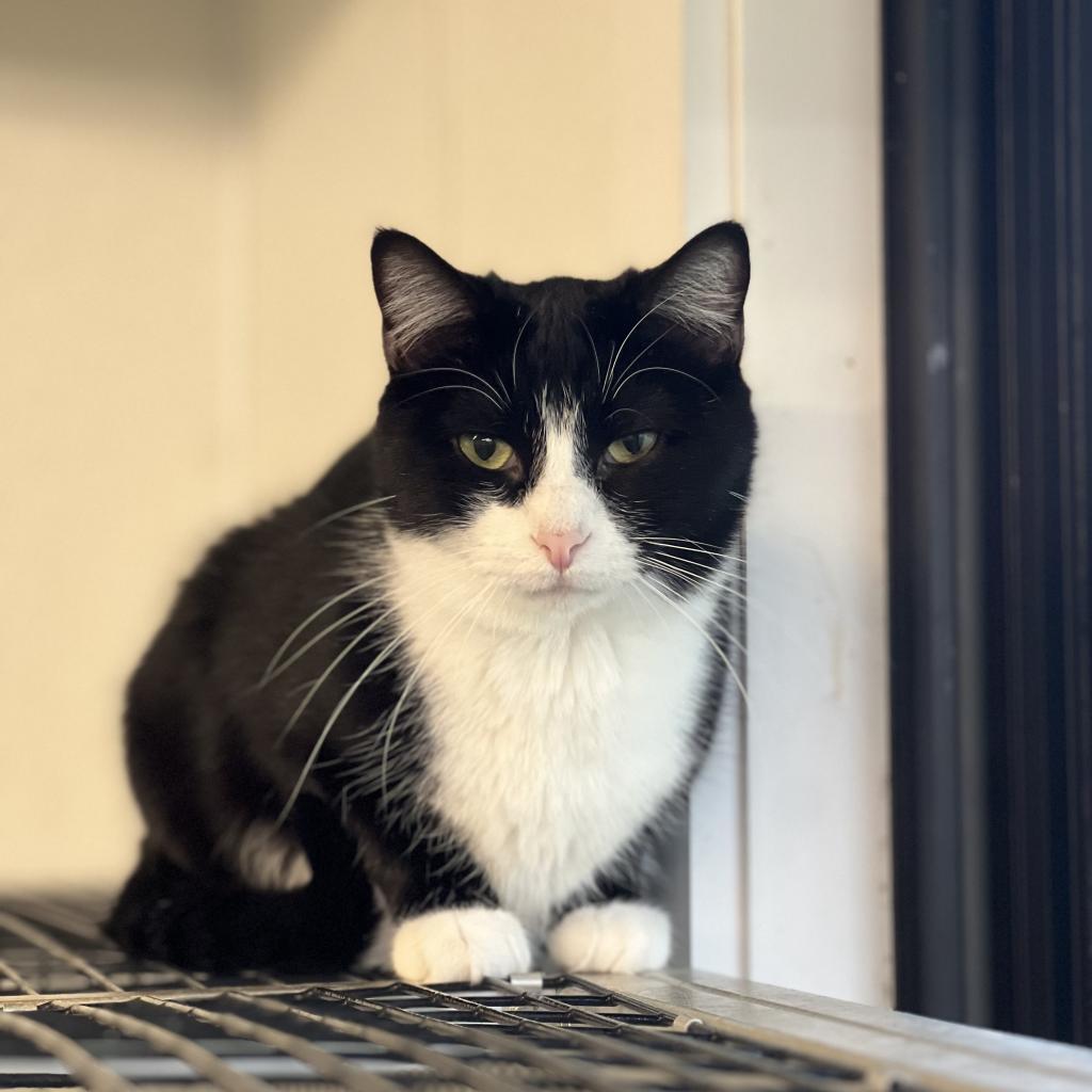 Felix, an adoptable Domestic Short Hair in Albert Lea, MN, 56007 | Photo Image 4