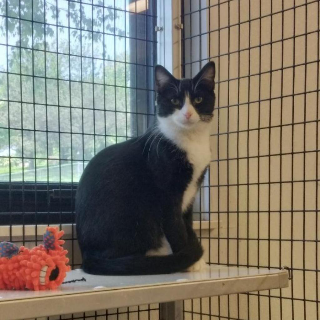 Felix, an adoptable Domestic Short Hair in Albert Lea, MN, 56007 | Photo Image 5