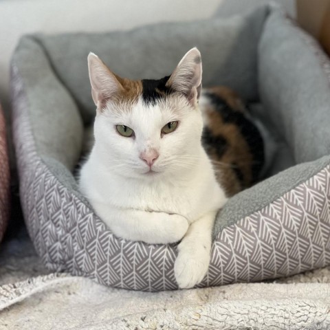 Dovey, an adoptable Domestic Short Hair in Albert Lea, MN, 56007 | Photo Image 1