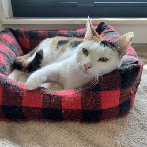 Dovey, an adoptable Domestic Short Hair in Albert Lea, MN, 56007 | Photo Image 1