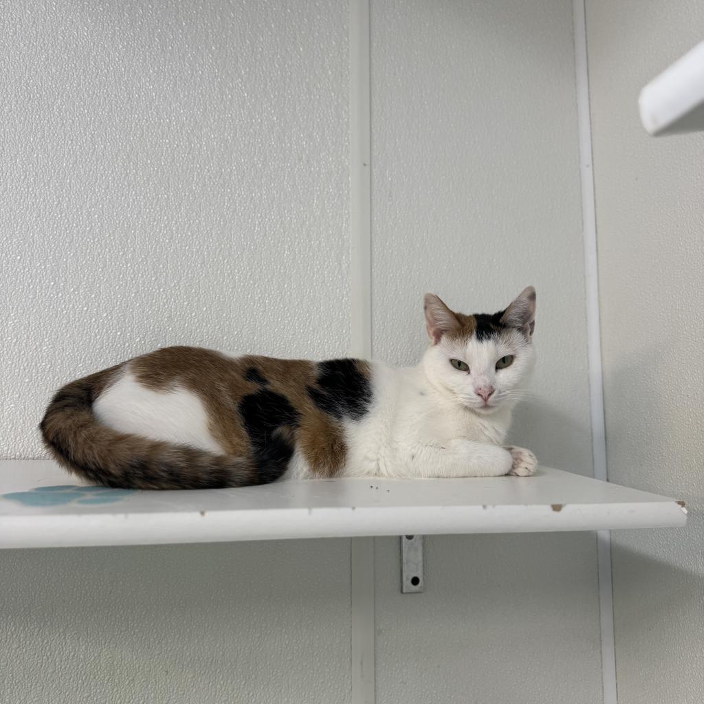 Dovey, an adoptable Domestic Short Hair in Albert Lea, MN, 56007 | Photo Image 2