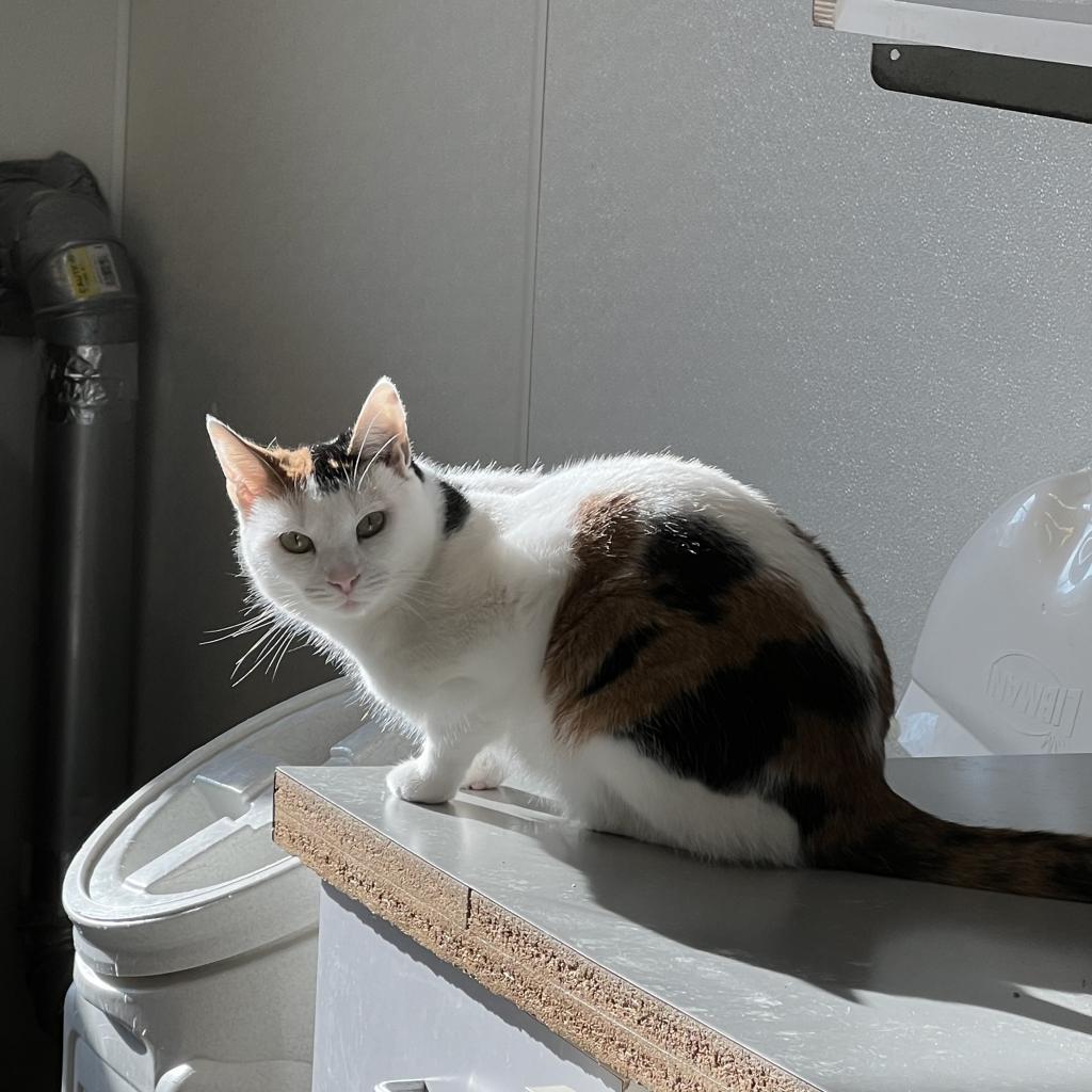Dovey, an adoptable Domestic Short Hair in Albert Lea, MN, 56007 | Photo Image 3