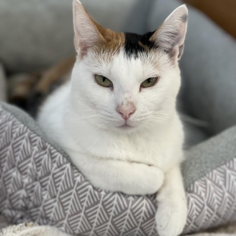 Dovey, an adoptable Domestic Short Hair in Albert Lea, MN, 56007 | Photo Image 4