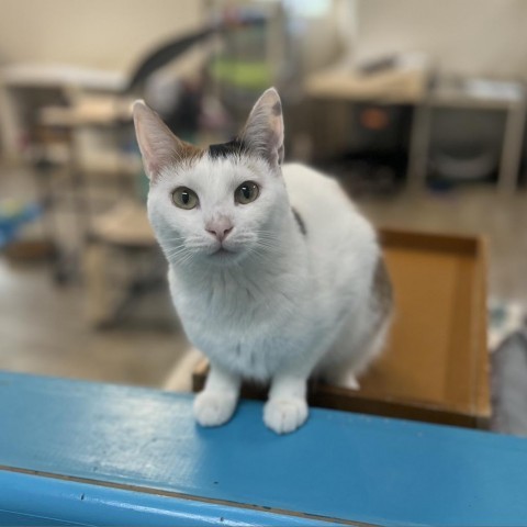 Dovey, an adoptable Domestic Short Hair in Albert Lea, MN, 56007 | Photo Image 4