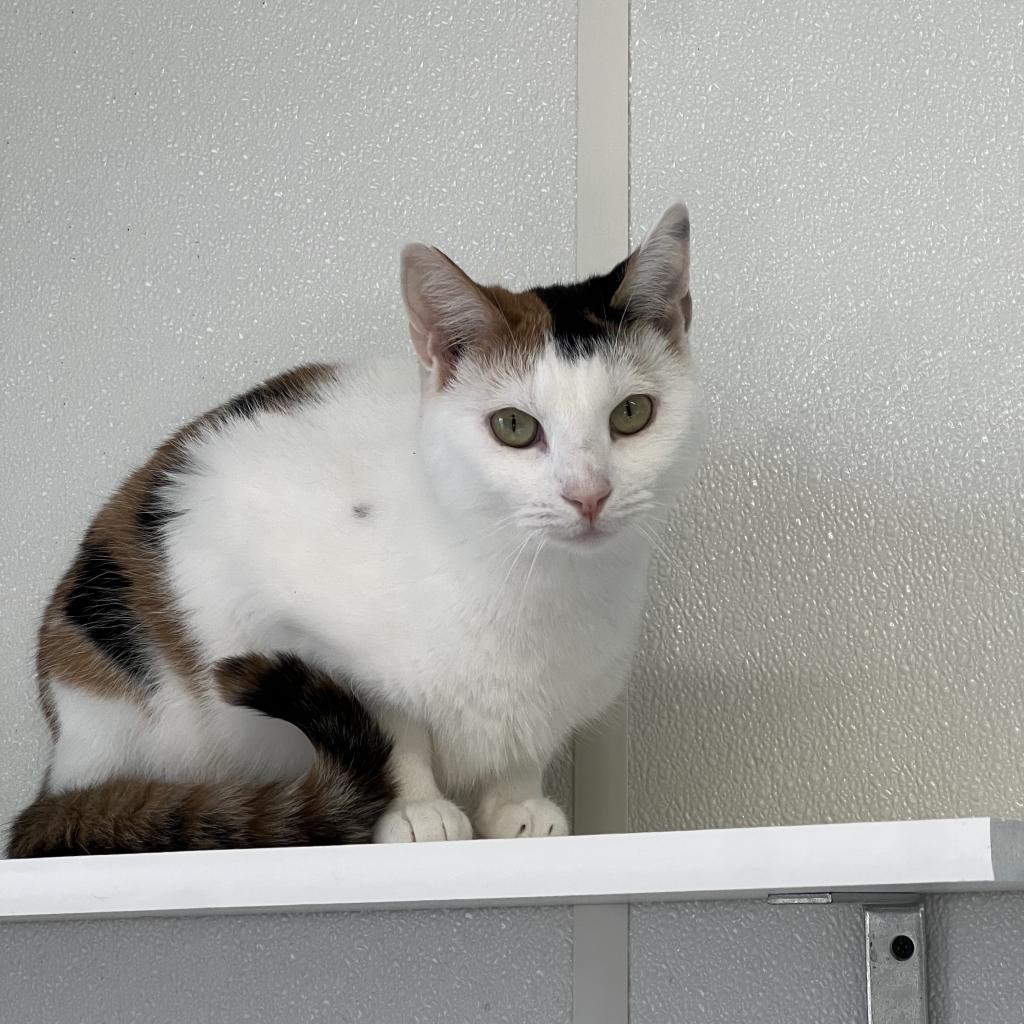 Dovey, an adoptable Domestic Short Hair in Albert Lea, MN, 56007 | Photo Image 4