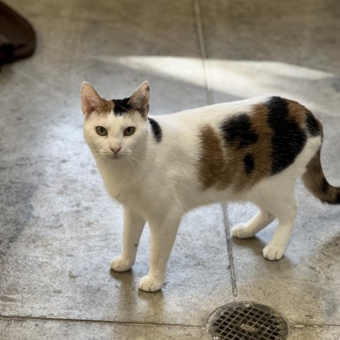 Dovey, an adoptable Domestic Short Hair in Albert Lea, MN, 56007 | Photo Image 5