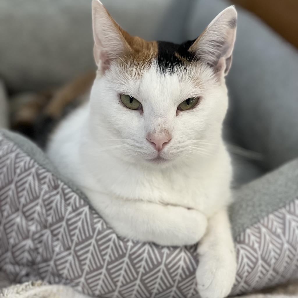 Dovey, an adoptable Domestic Short Hair in Albert Lea, MN, 56007 | Photo Image 6