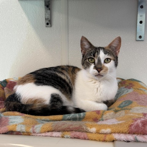 Doll, an adoptable Domestic Short Hair in Albert Lea, MN, 56007 | Photo Image 1