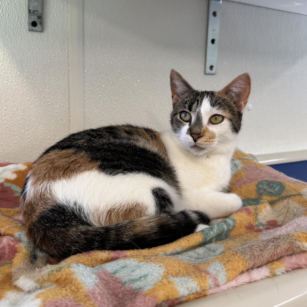 Doll, an adoptable Domestic Short Hair in Albert Lea, MN, 56007 | Photo Image 2