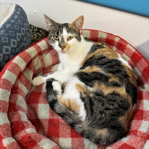 Doll, an adoptable Domestic Short Hair in Albert Lea, MN, 56007 | Photo Image 3