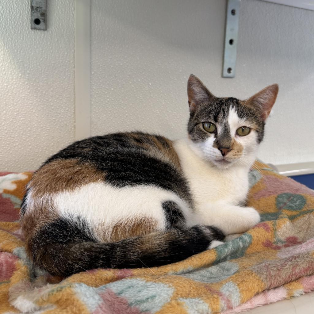 Doll, an adoptable Domestic Short Hair in Albert Lea, MN, 56007 | Photo Image 3