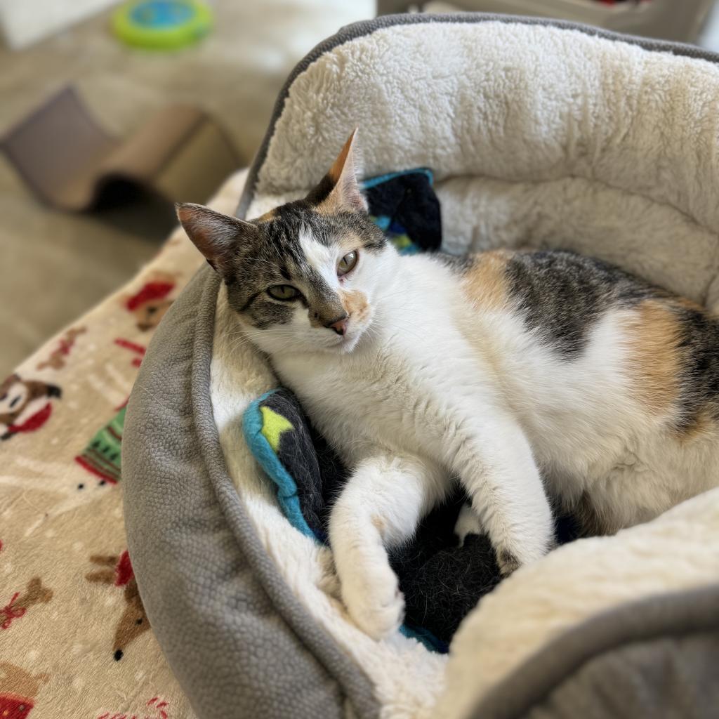 Doll, an adoptable Domestic Short Hair in Albert Lea, MN, 56007 | Photo Image 4