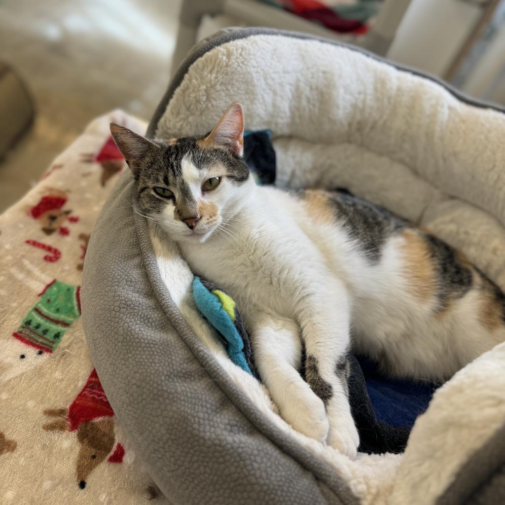 Doll, an adoptable Domestic Short Hair in Albert Lea, MN, 56007 | Photo Image 5