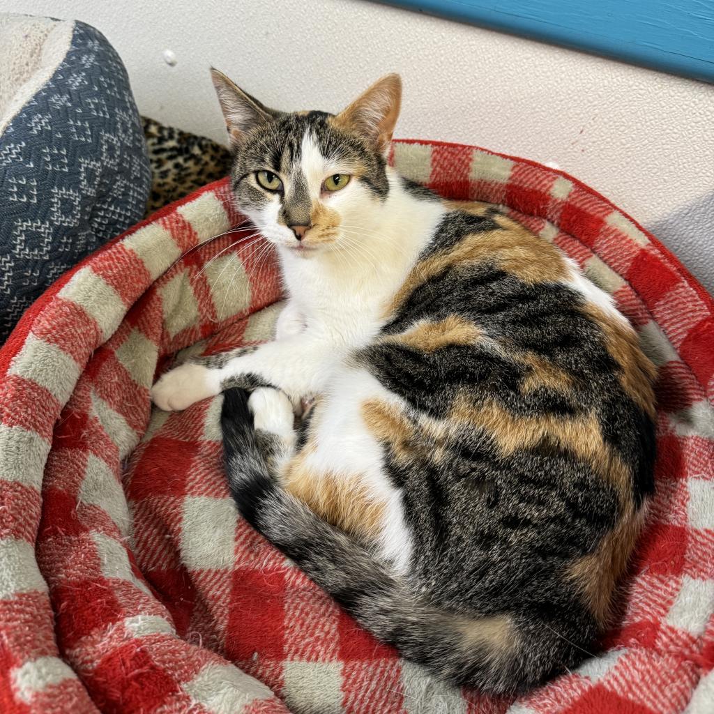 Doll, an adoptable Domestic Short Hair in Albert Lea, MN, 56007 | Photo Image 6