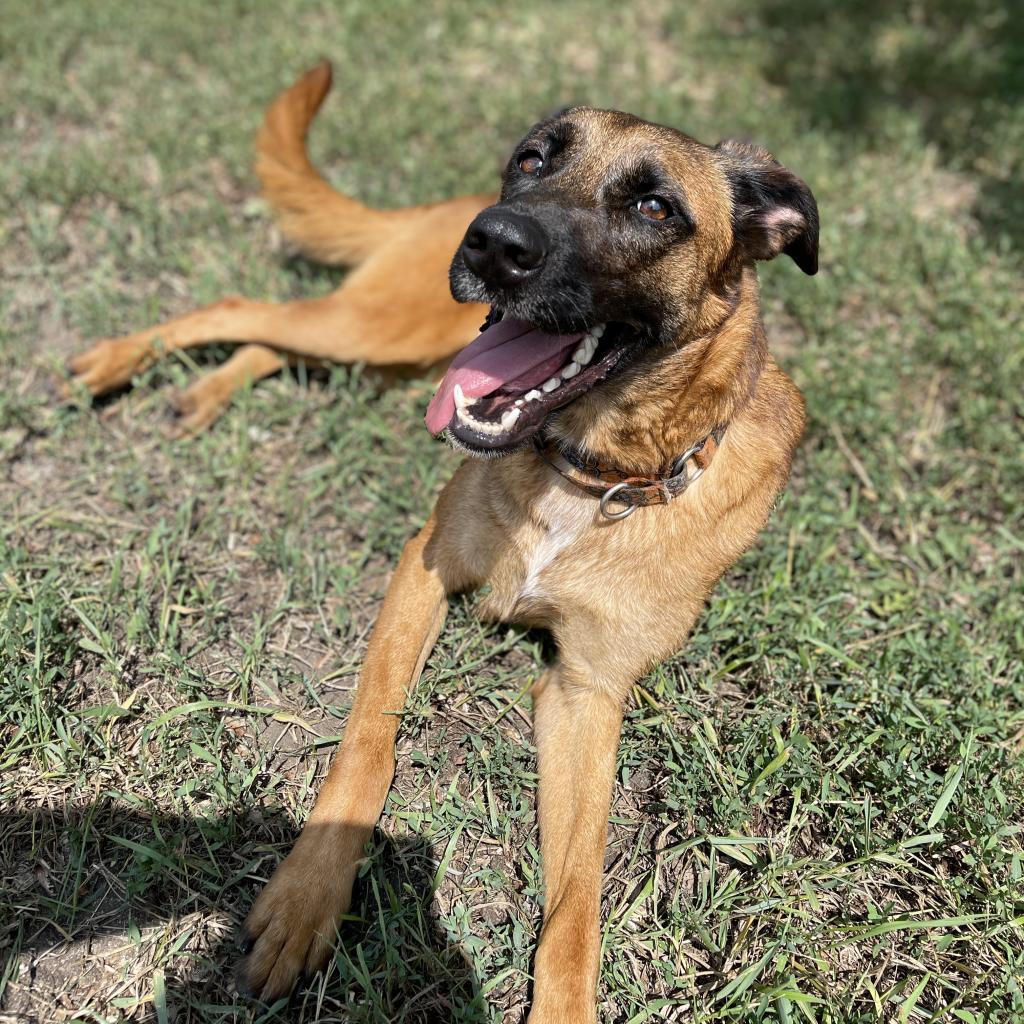 Rio, an adoptable Shepherd in Albert Lea, MN, 56007 | Photo Image 1