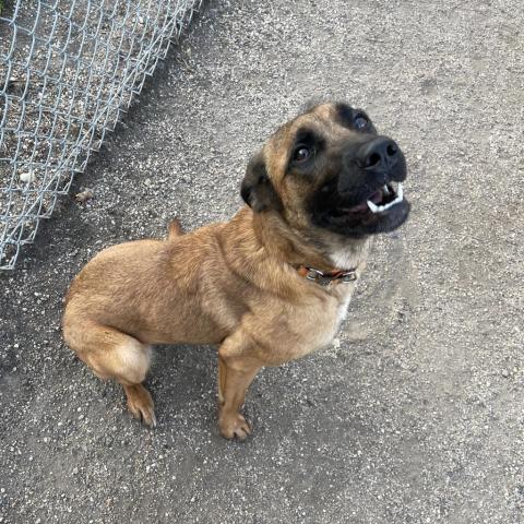 Rio, an adoptable Shepherd in Albert Lea, MN, 56007 | Photo Image 2