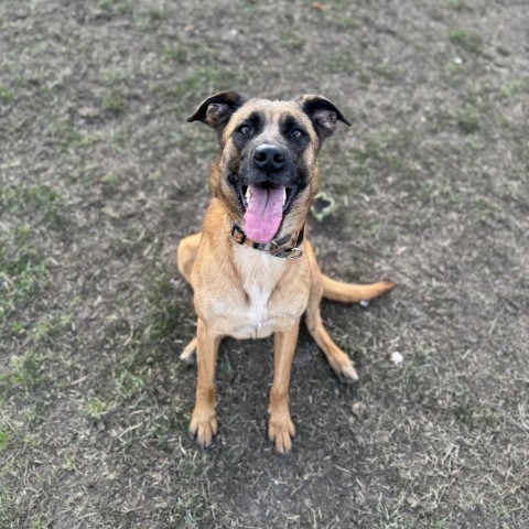 Rio, an adoptable Shepherd in Albert Lea, MN, 56007 | Photo Image 2