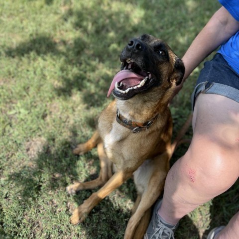 Rio, an adoptable Shepherd in Albert Lea, MN, 56007 | Photo Image 2