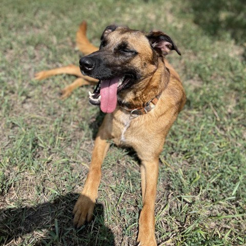 Rio, an adoptable Shepherd in Albert Lea, MN, 56007 | Photo Image 2