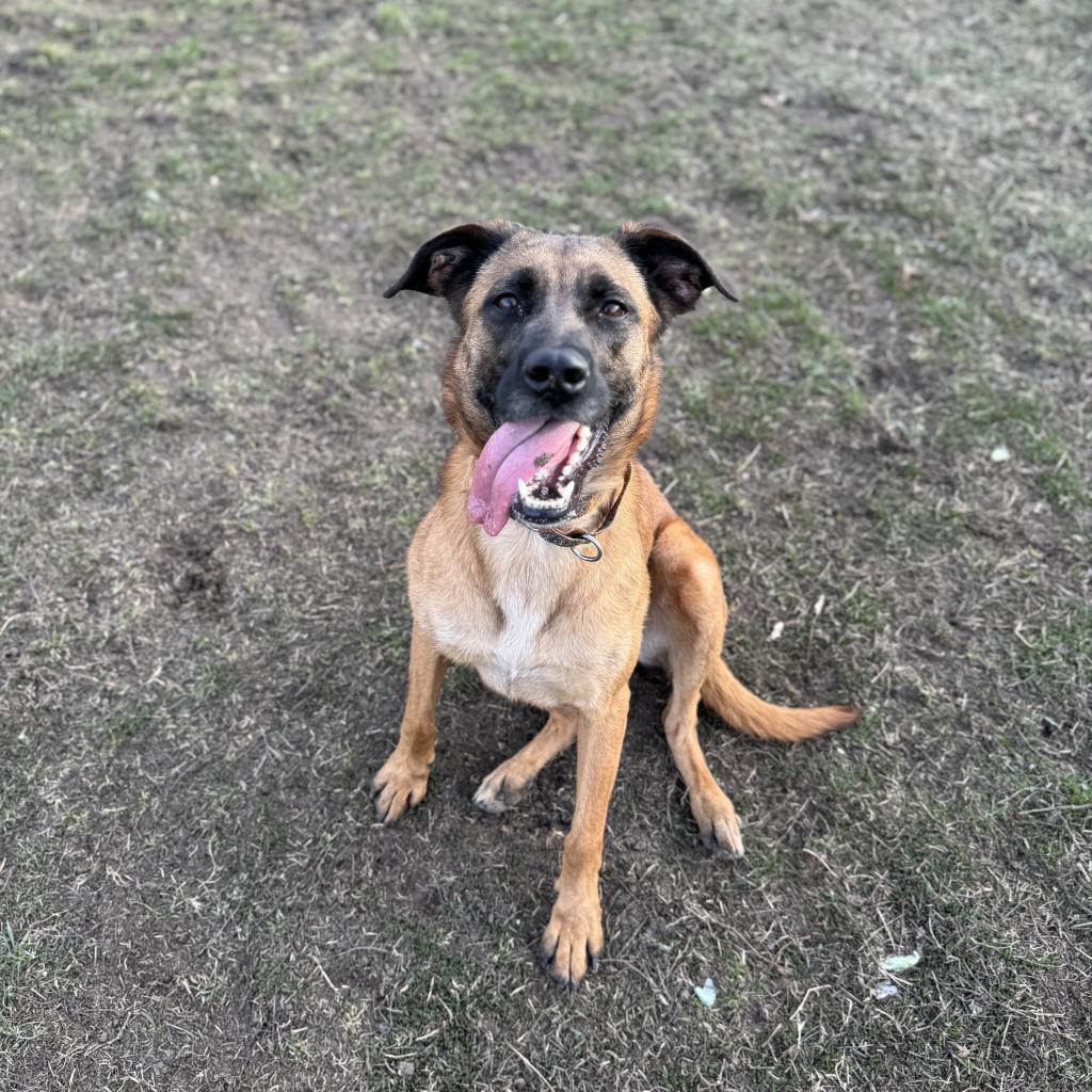 Rio, an adoptable Shepherd in Albert Lea, MN, 56007 | Photo Image 2