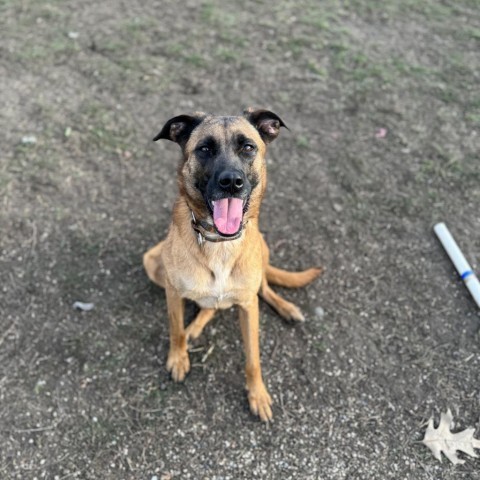 Rio, an adoptable Shepherd in Albert Lea, MN, 56007 | Photo Image 3