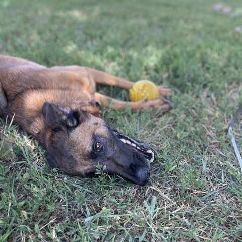 Rio, an adoptable Shepherd in Albert Lea, MN, 56007 | Photo Image 3