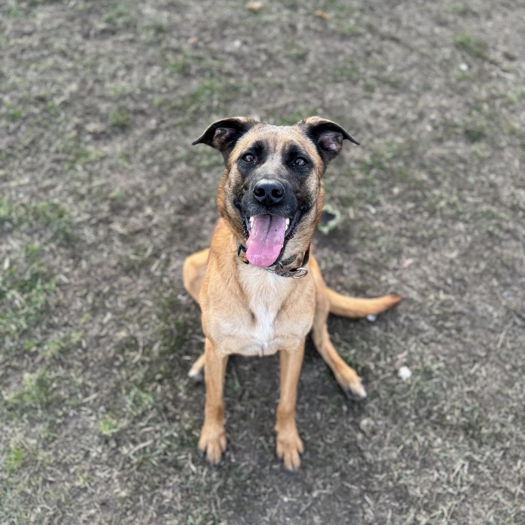 Rio, an adoptable Shepherd in Albert Lea, MN, 56007 | Photo Image 3