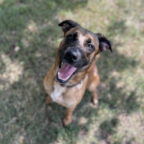 Rio, an adoptable Shepherd in Albert Lea, MN, 56007 | Photo Image 4