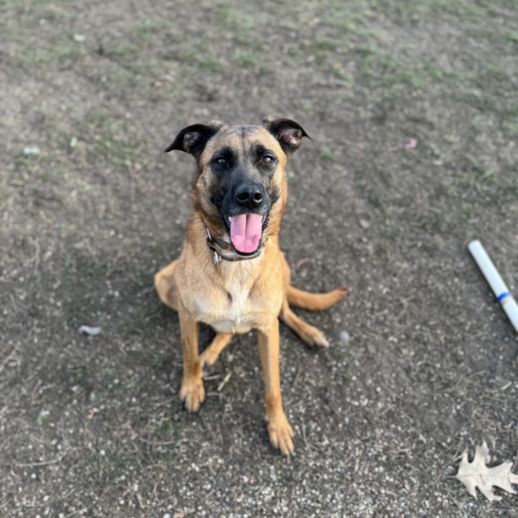 Rio, an adoptable Shepherd in Albert Lea, MN, 56007 | Photo Image 5