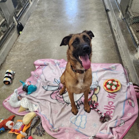 Rio, an adoptable Shepherd in Albert Lea, MN, 56007 | Photo Image 6