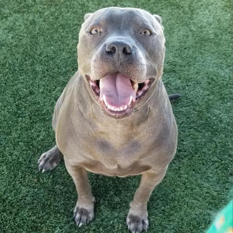 Diego 6