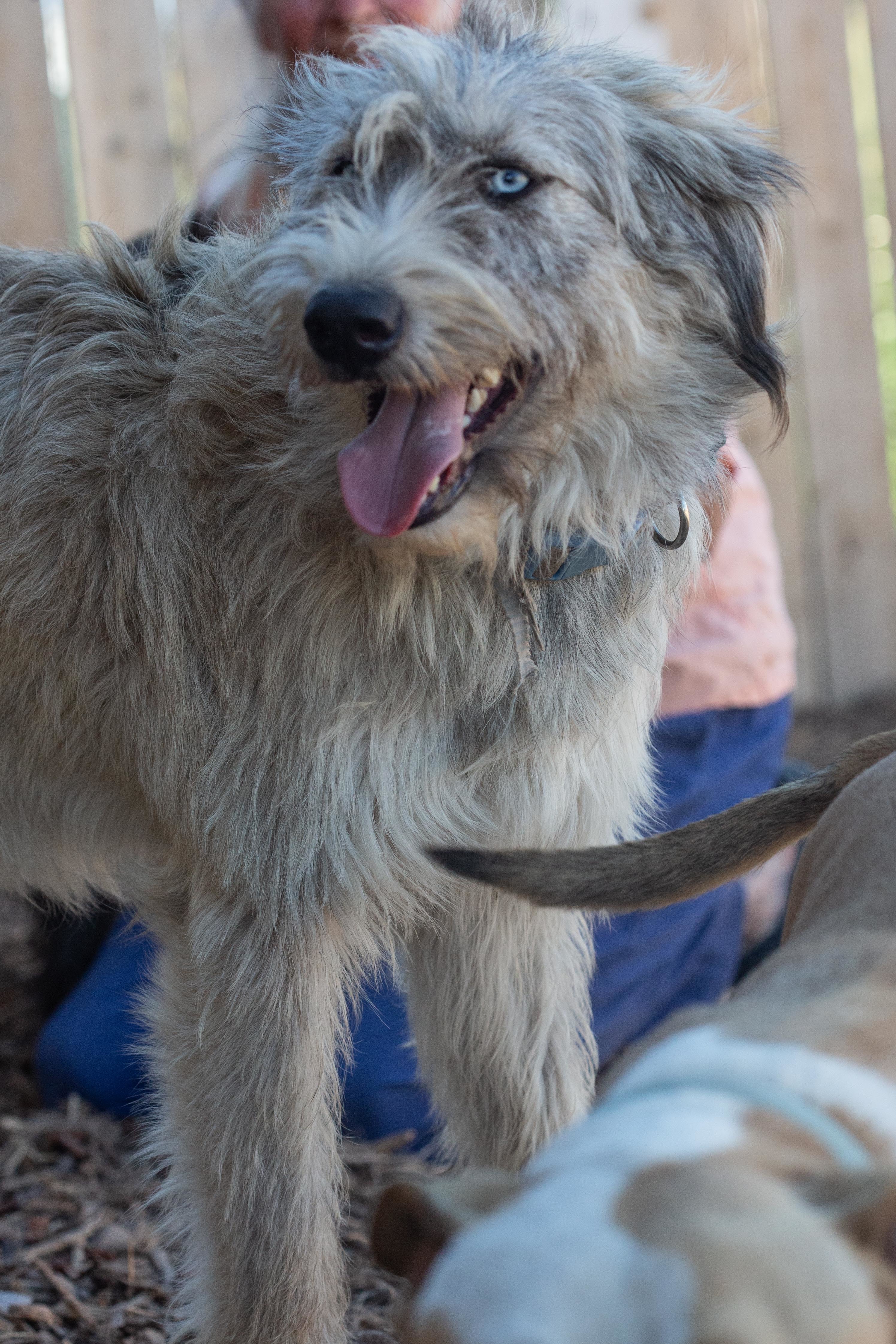 Enzo, an adoptable Labradoodle, Husky in Millville, UT, 84326 | Photo Image 2
