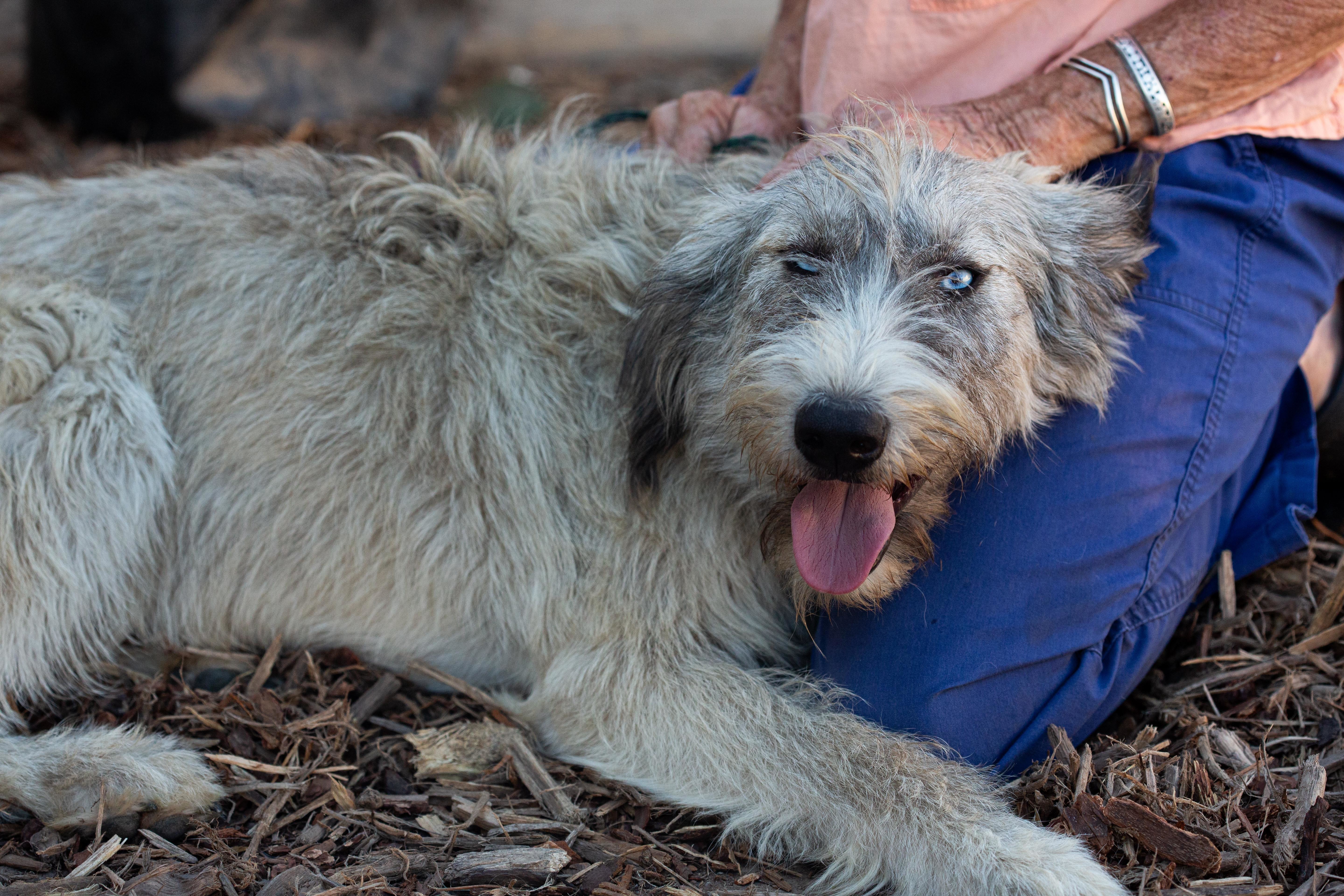 Enzo, an adoptable Labradoodle, Husky in Millville, UT, 84326 | Photo Image 1