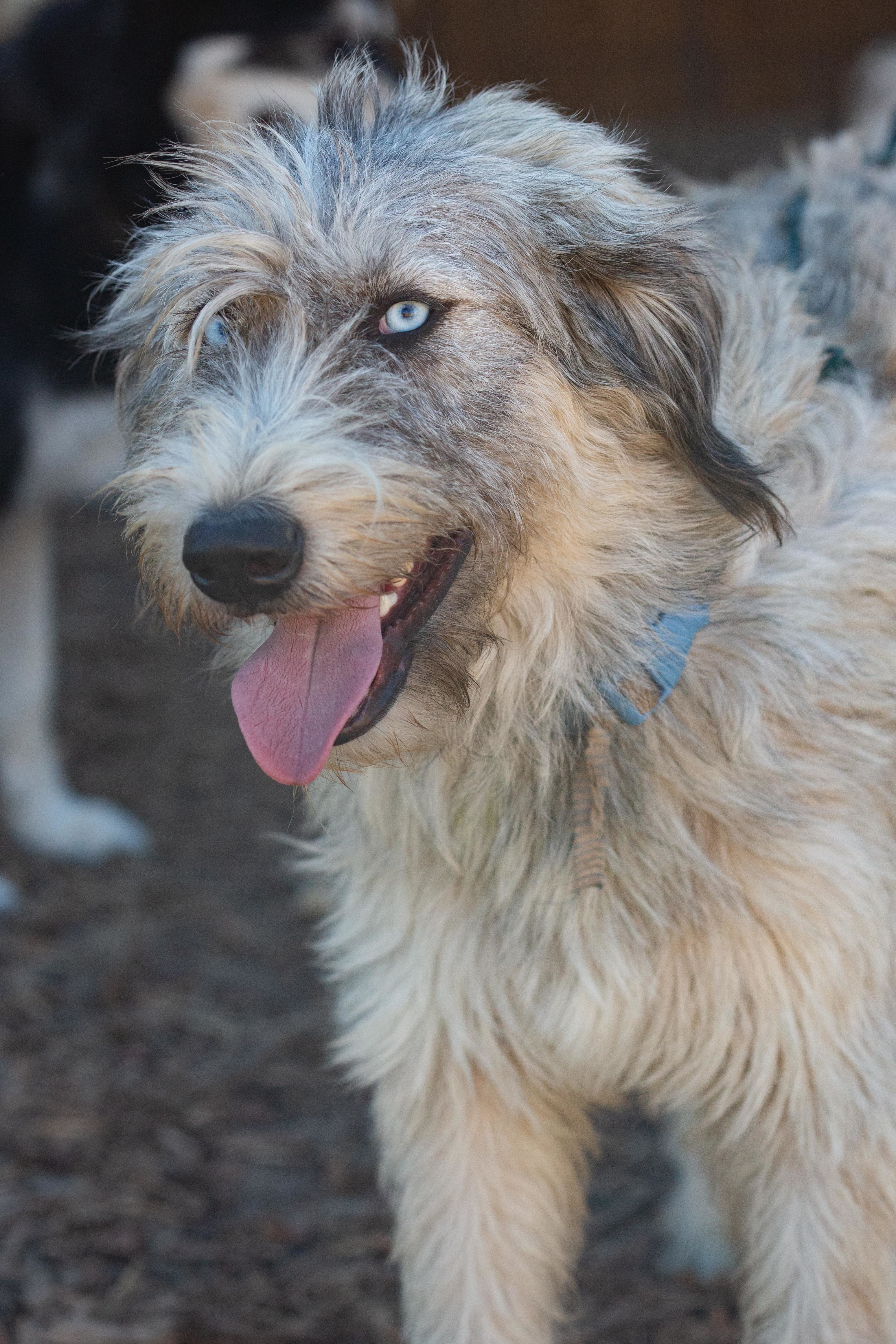 Enzo, an adoptable Labradoodle, Husky in Millville, UT, 84326 | Photo Image 3