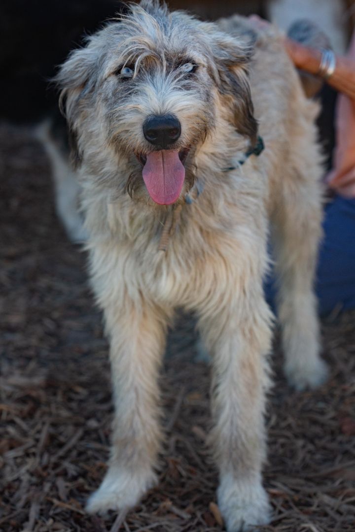 Labradoodle store cross husky