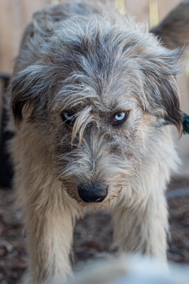 Labradoodle irish hot sale wolfhound mix