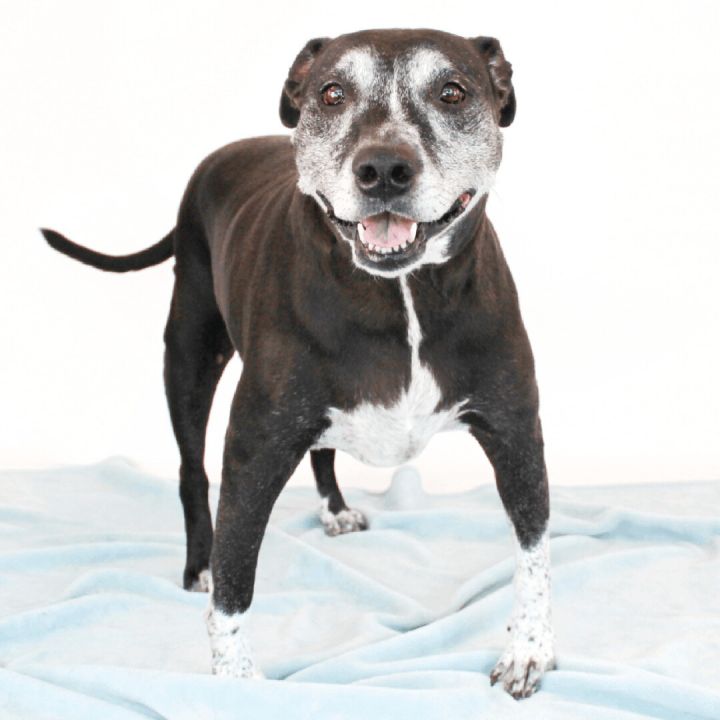 Jenni, an adoptable Pit Bull Terrier Mix in Clovis, CA_image-2