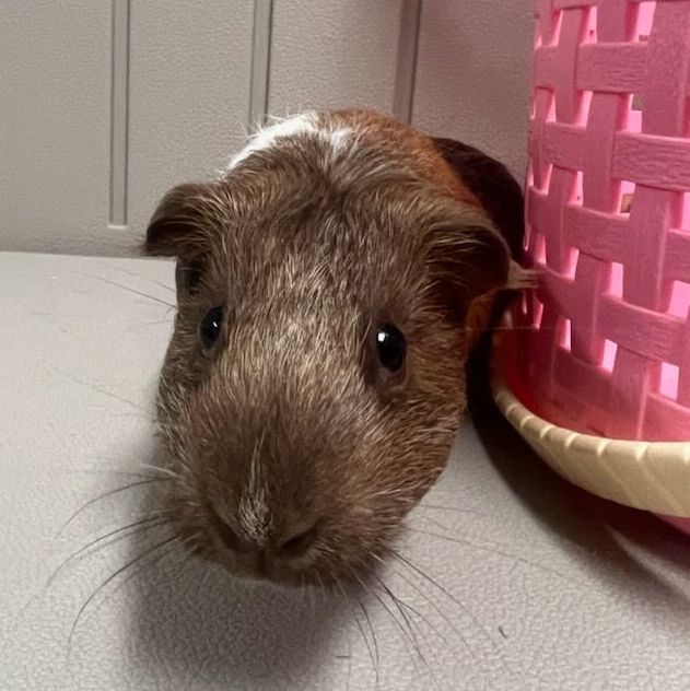 Nutmeg, an adoptable Guinea Pig in Moscow, ID_image-1