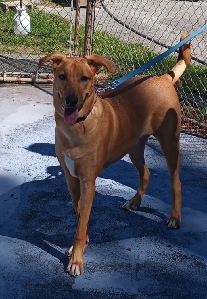 Elizabeth, an adoptable Greyhound Mix in Plainfield, NJ_image-1