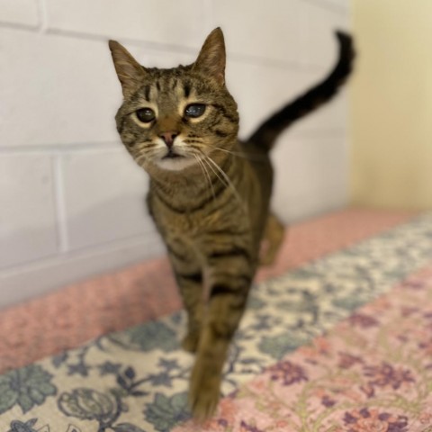 Moon, an adoptable Domestic Short Hair in Simpsonville, SC, 29681 | Photo Image 1