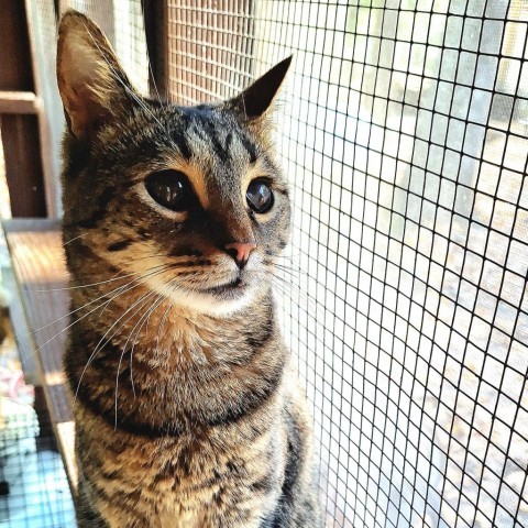 Moon, an adoptable Domestic Short Hair in Simpsonville, SC, 29681 | Photo Image 1