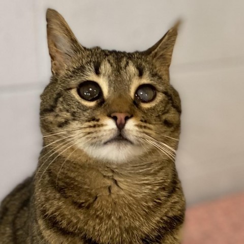 Moon, an adoptable Domestic Short Hair in Simpsonville, SC, 29681 | Photo Image 1